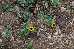 Sanvitalia procumbens