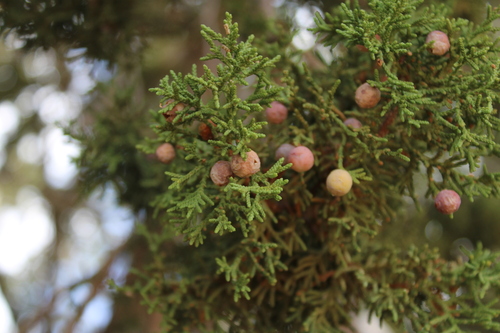 Juniperus coahuilensis, photograph 3