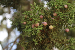 Juniperus coahuilensis, photograph (c) Rodolfo Maximiliano Gutiérrez-Sánchez, some rights reserved (CC BY)