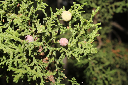 Juniperus coahuilensis, photograph 4