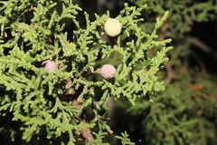 Juniperus coahuilensis, photograph (c) Rodolfo Maximiliano Gutiérrez-Sánchez, some rights reserved (CC BY)