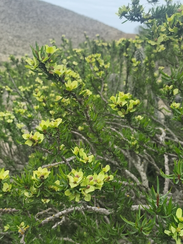 Euphorbia lactiflua, photograph 5