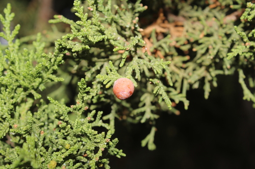 Juniperus coahuilensis, photograph 5