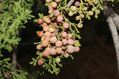 Juniperus coahuilensis, photograph (c) Rodolfo Maximiliano Gutiérrez-Sánchez, some rights reserved (CC BY)