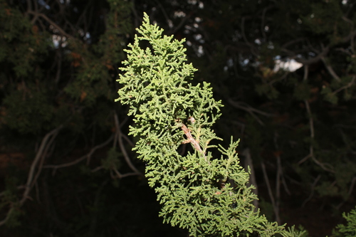 Juniperus coahuilensis, photograph 2