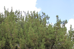 Juniperus coahuilensis, photograph (c) Rodolfo Maximiliano Gutiérrez-Sánchez, some rights reserved (CC BY)