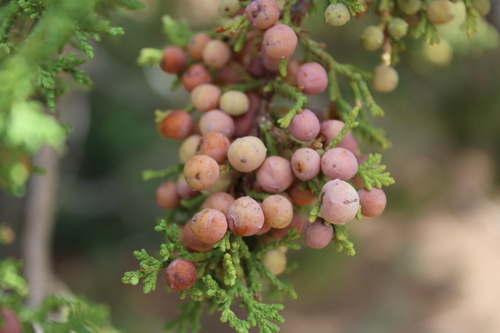 Juniperus coahuilensis