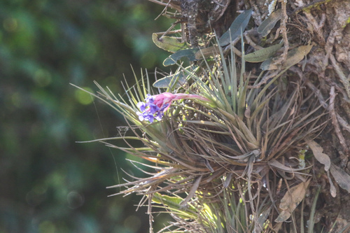 Tillandsia aeranthos, photograph 5