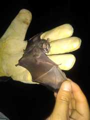 Vampyriscus bidens