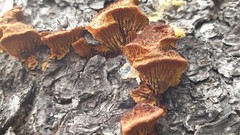 Gloeophyllum abietinum