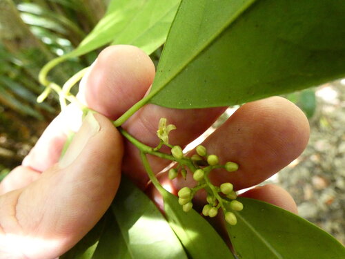 Apodytes brachystylis, 2026-09-07