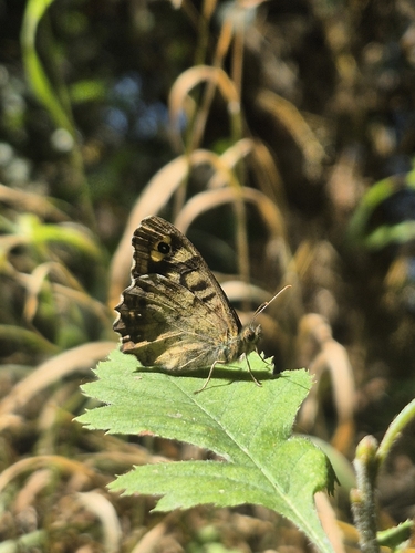 Speckled Wood