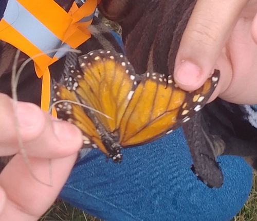 Southern Monarch