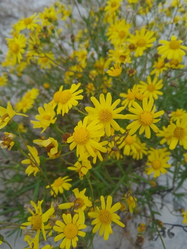 Madagascar Ragwort