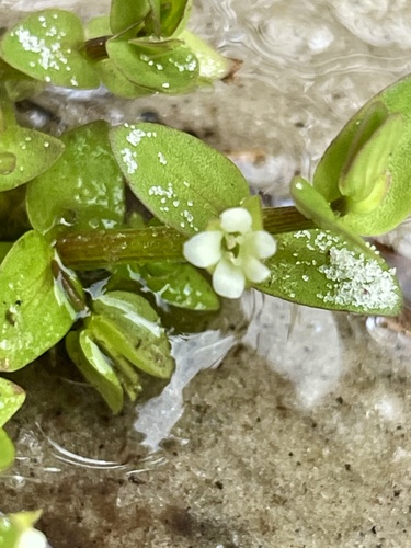 Bacopa innominata