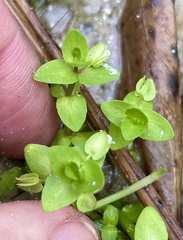 Bacopa innominata, photograph (c) James Hardee, some rights reserved (CC BY)