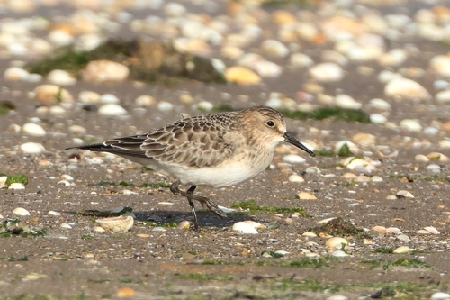 Correlimos de Baird (Calidris bairdii)