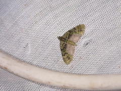 Chloroclystis conversa