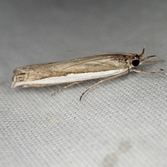 Crambus quinquareatus
