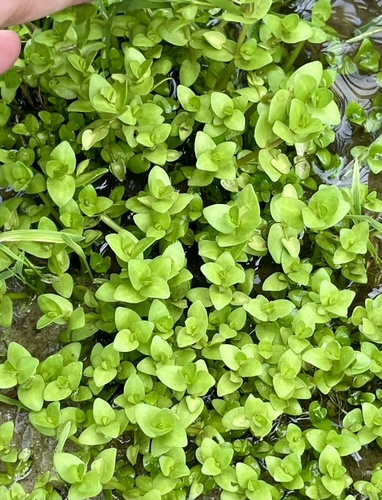 Bacopa innominata, photograph 3