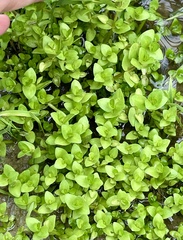 Bacopa innominata, photograph (c) James Hardee, some rights reserved (CC BY)
