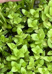 Bacopa innominata, photograph (c) James Hardee, some rights reserved (CC BY)
