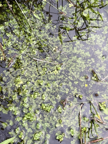 Bacopa innominata, photograph 5