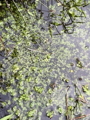 Bacopa innominata, photograph (c) James Hardee, some rights reserved (CC BY)