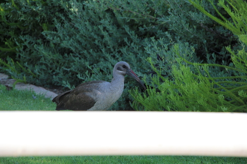 iNaturalist image