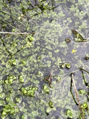 Bacopa innominata, photograph (c) James Hardee, some rights reserved (CC BY)