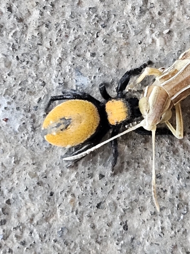Apache Jumping Spider