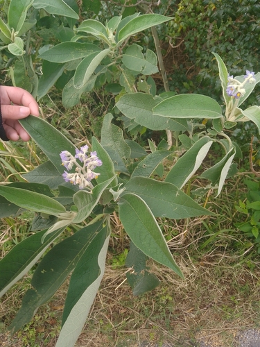 bugweed