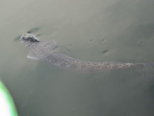 Ragfish