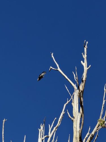 iNaturalist observation photo of Clark's Nutcracker