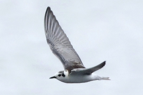Fumarel aliblanco (Chlidonias leucopterus)