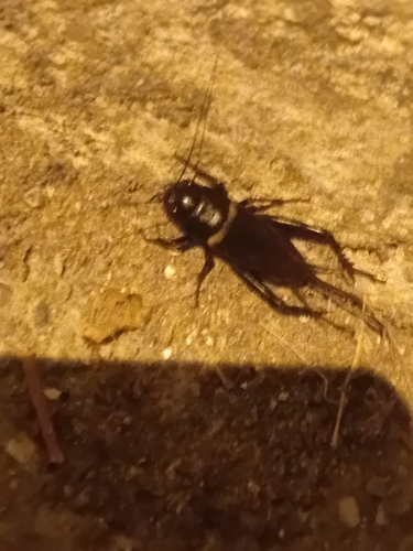 Southern Field Cricket