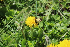 Bombus impatiens