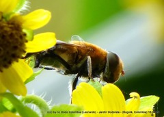 Palpada ruficeps