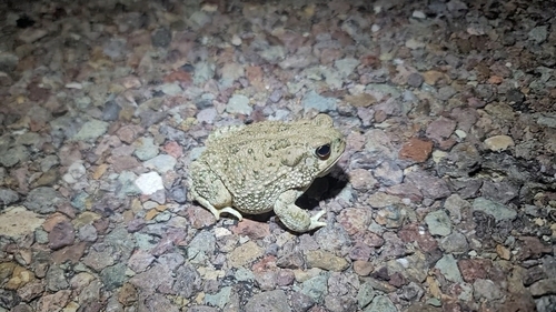 Texas Toad