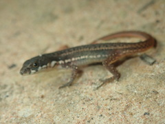 Cercosaura argulus
