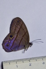 Amiga arnaca adela