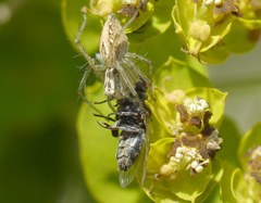 Oxyopes lineatus