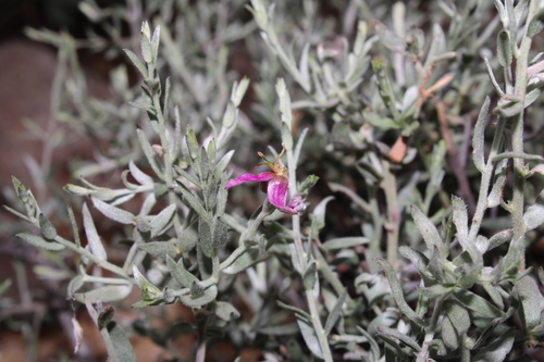 Krameria bicolor, photograph 6