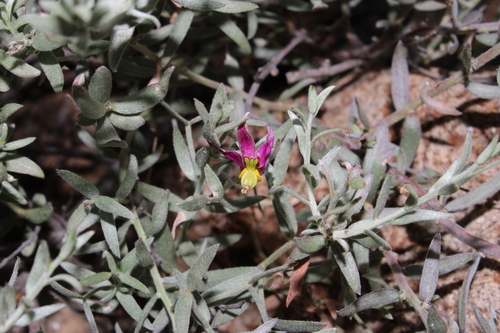 Krameria bicolor, photograph 5