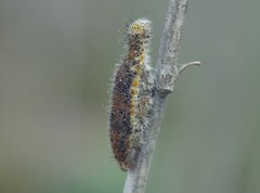 Rogadinae