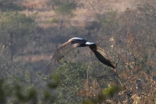 iNaturalist image