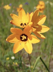 Ixia maculata, photograph (c) Cricket Raspet, some rights reserved (CC BY)