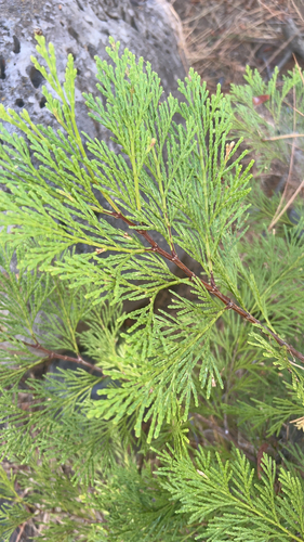 California incense-cedar