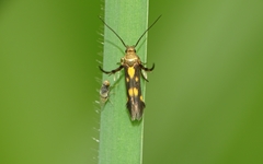 Eretmocera