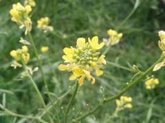 Brassica elongata